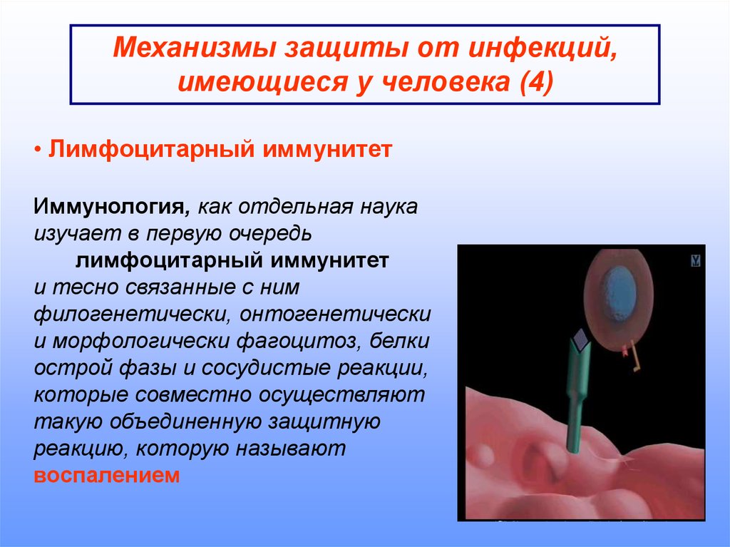 Псориаз иммунология презентация