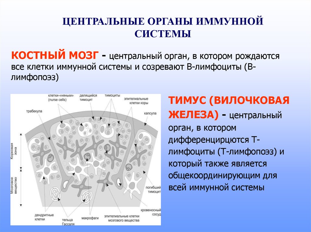 Клетки костного мозга. Клетки тимуса. Функции костного мозга в иммунной системе. Функции красного костного мозга в иммунной системе. Эпителиальные клетки тимуса.