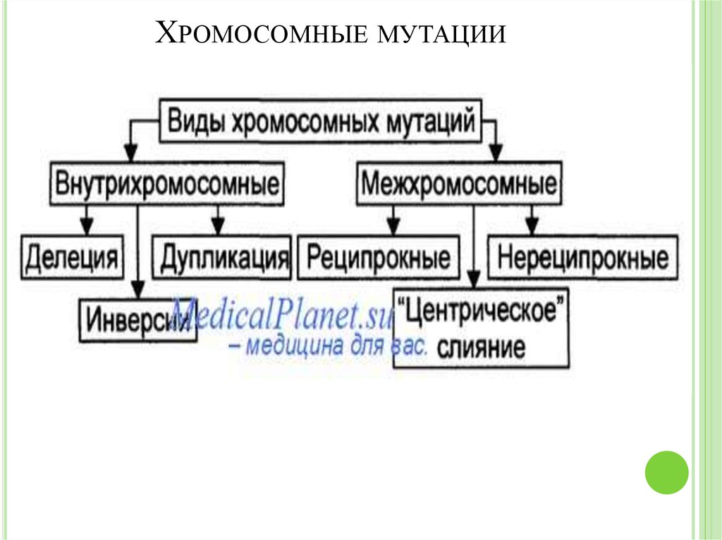 Хромосомные мутации схемы