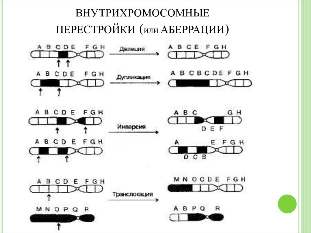 Удвоение участка хромосомы какая мутация. Хромосомные мутации схема. Хромосомные аберрации схема. Хромосомные мутации делеция. Хромосомные мутации аберрации перестройки.