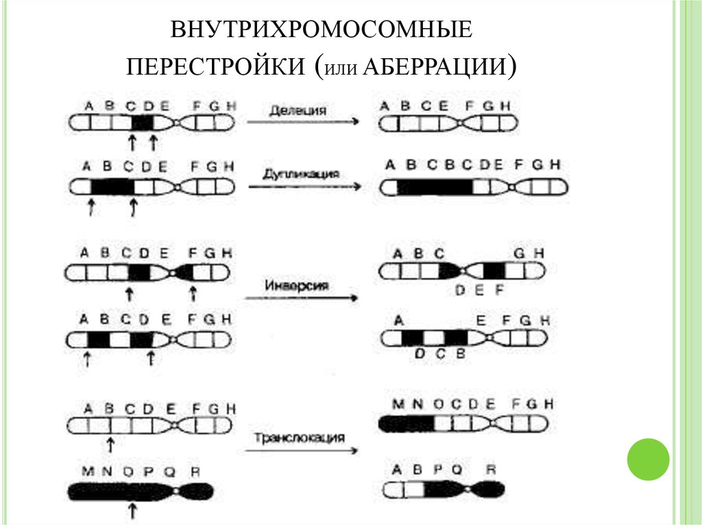 Хромосомные аберрации. Хромосомные мутации схема. Хромосомные аберрации схема. Хромосомные мутации аберрации перестройки. Внутрихромосомные перестройки.