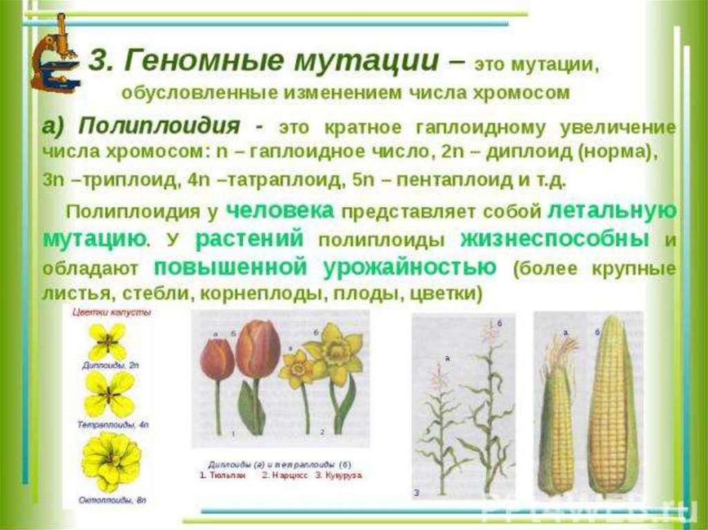 Геномные мутации презентация