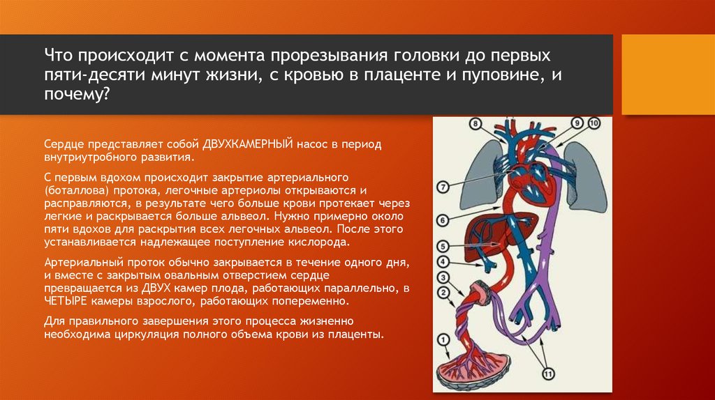 Закрытие артериального протока происходит. Закрытие артериального протока у ребенка наблюдается в возрасте.