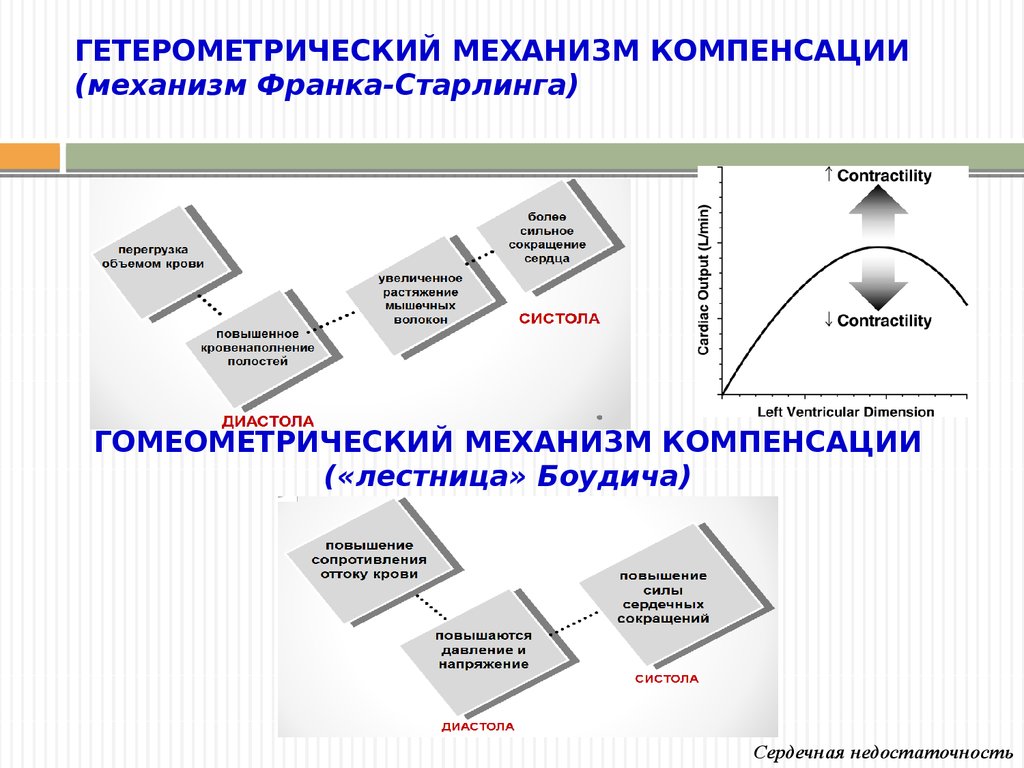 Механизм компенсации. Механизм Франка Старлинга патофизиология. Гетерометрический и Гомеометрический механизм. Гетерометрический механизм Франка Старлинга. Гетерометрический механизм компенсации.