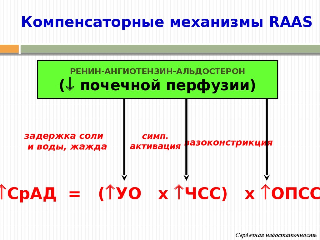 Компенсаторные механизмы при сердечной недостаточности