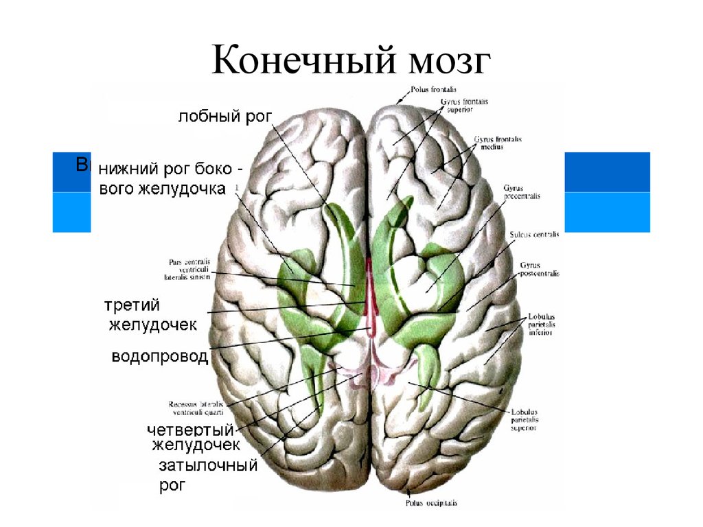 Головной мозг Анна Анастасия - Mind Map