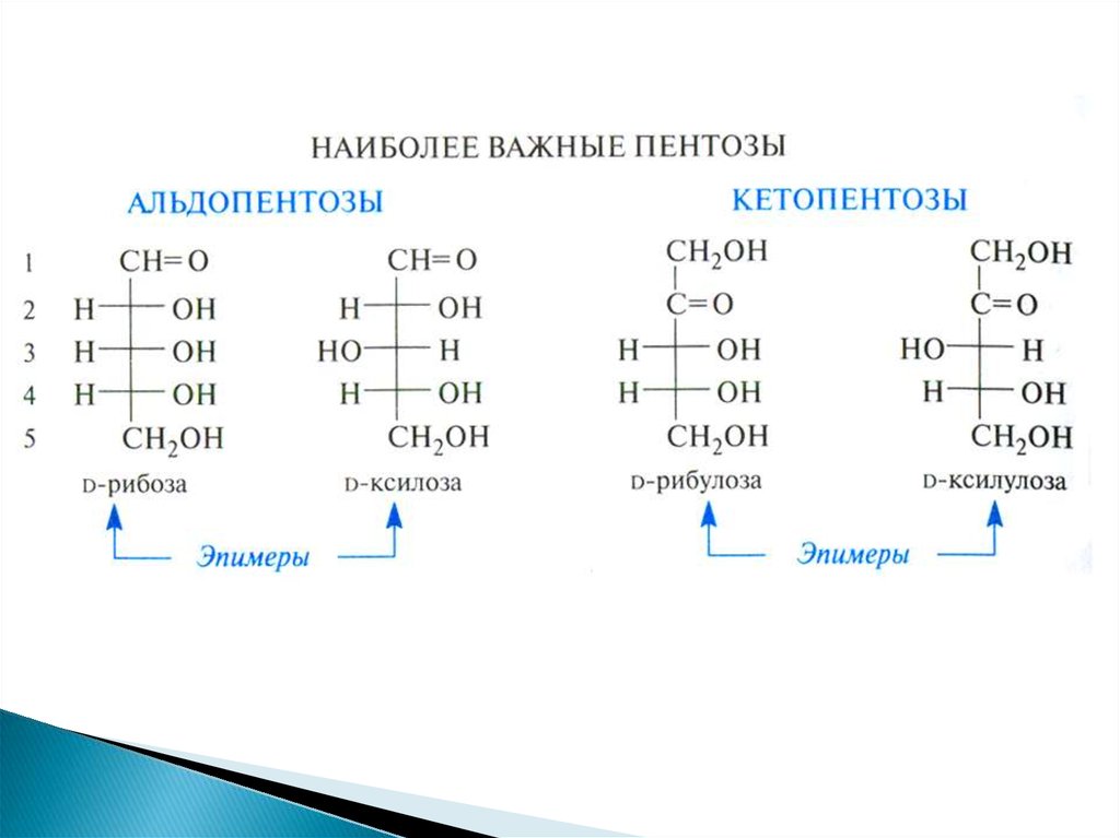 3 наиболее важных. Эпимеры ксилозы. Рибоза ксилоза. Ксилоза и ксилулоза. Эпимер рибозы.