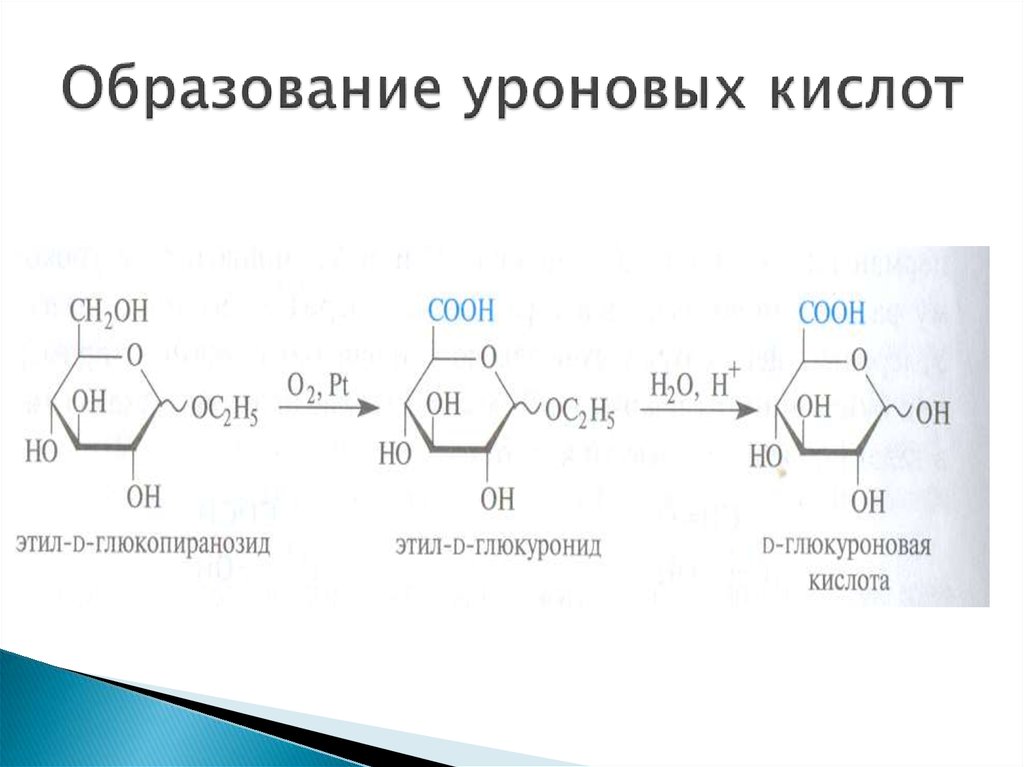 Образование кислот. Уроновые кислоты получение. Образование глюкуроновой кислоты. Синтез уроновых кислот биохимия. Уроновая кислота формула.