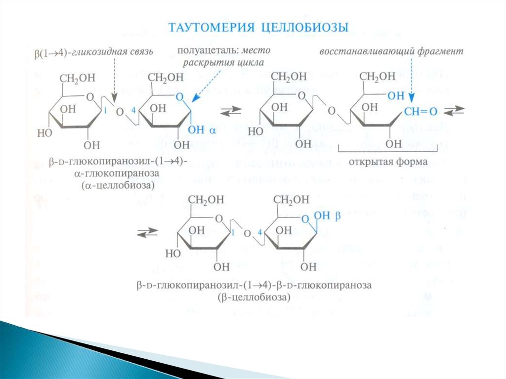 Открытая форма. Целлобиоза таутомерные формы. Целлобиоза Тип гликозидной связи. Целлобиоза цикло оксо таутомерия. Таутомерные формы лактозы.