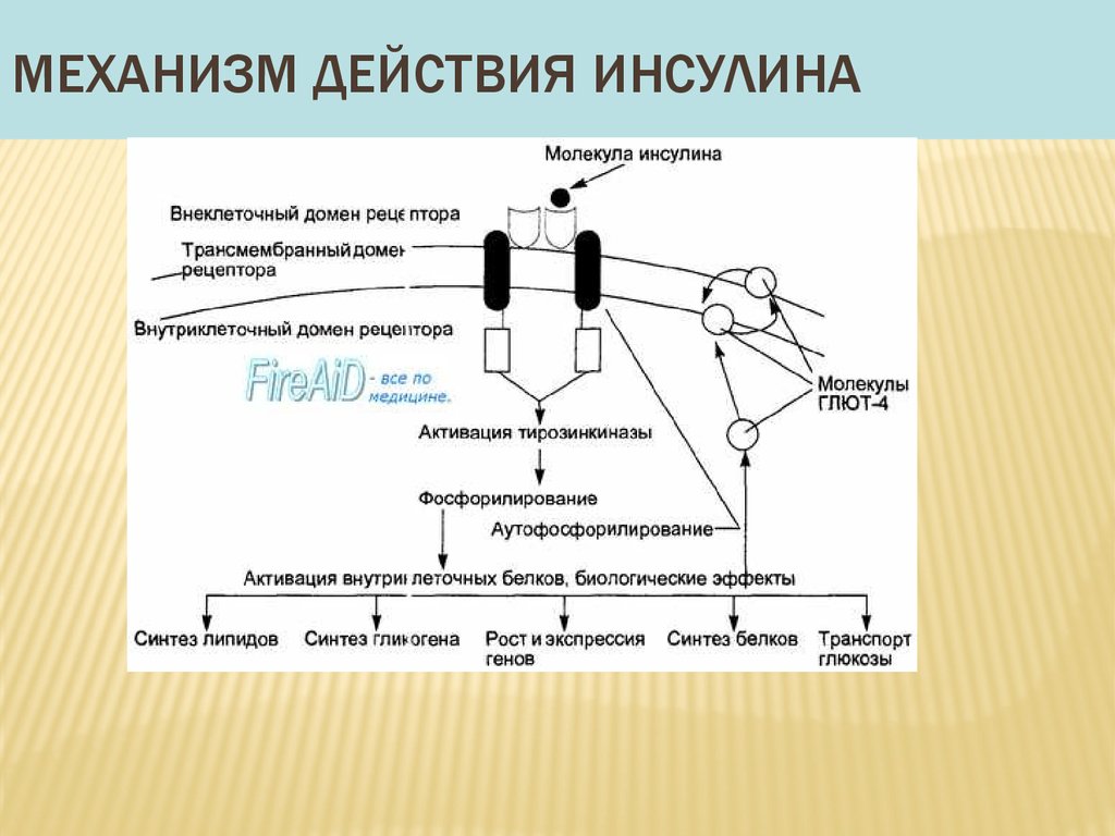 На рисунке изображена схема объясняющая механизм поддержания концентрации глюкозы