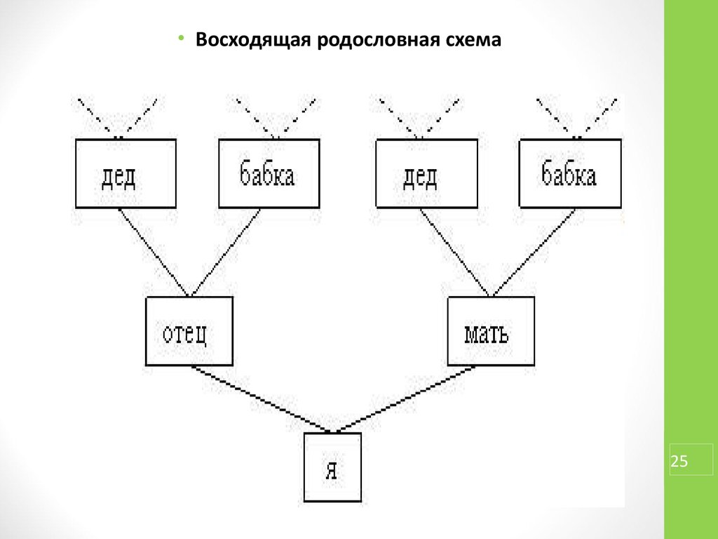 Родословная схема это