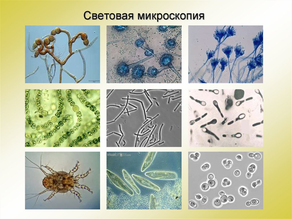 Световой микроскоп. Метод световой микроскопии. Световой микроскоп изображение.