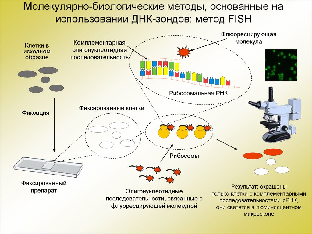 Молекулярные данные. Метод молекулярной гибридизации ДНК зонд. Метод генных зондов. Метод ДНК зондов. Метод молекулярных зондов.