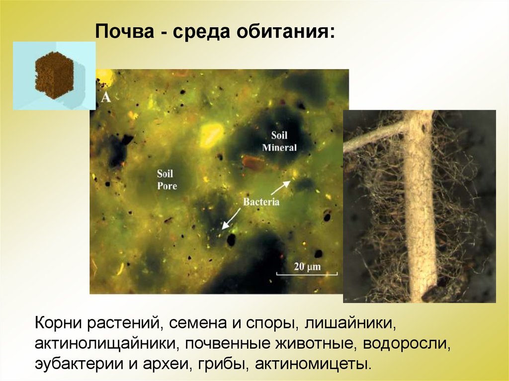 Почва презентация по биологии