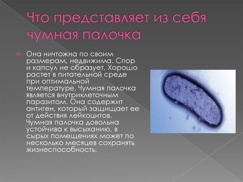 Болезнетворная бактерия палочка