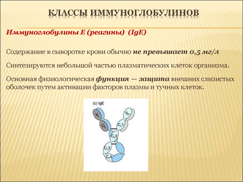 Ige это. Иммуноглобулин e IGE норма. Иммуноглобулин класса е IGE. IGE сывороточные иммуноглобулины. Иммуноглобулины класса e в сыворотке IGE.