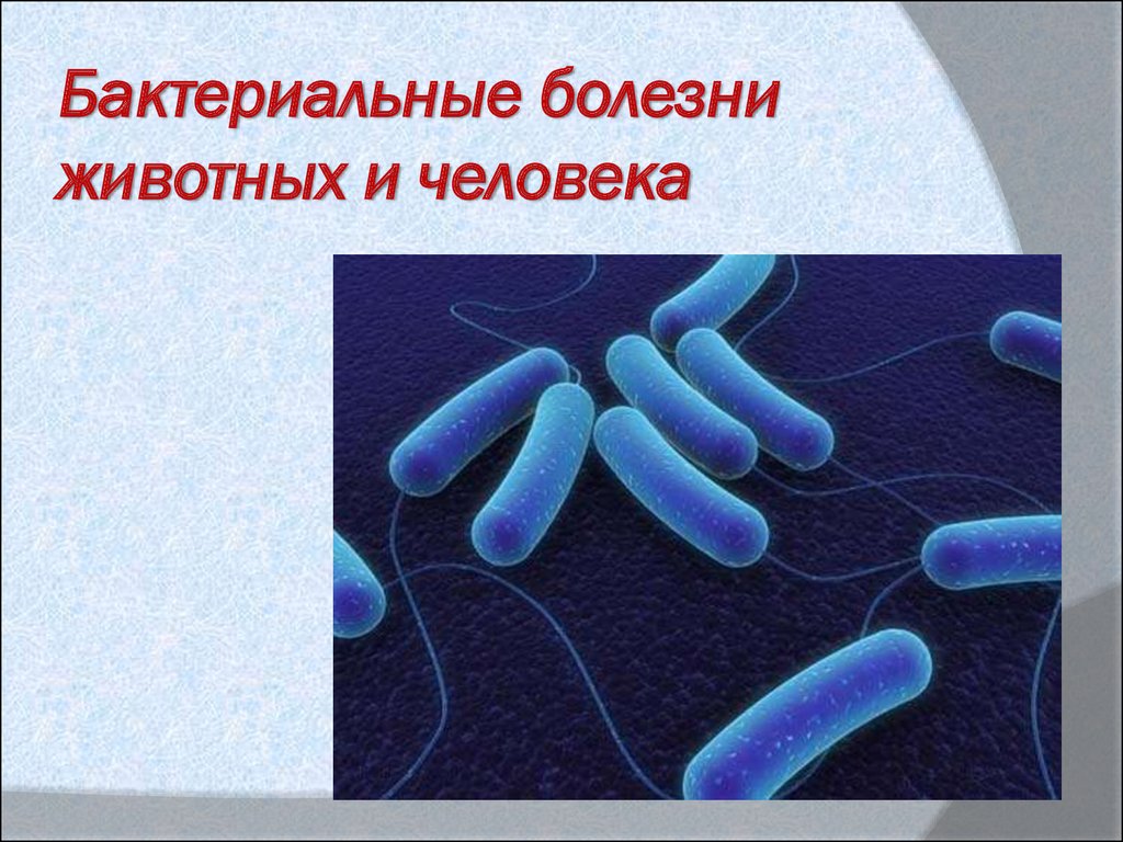 Заболевание бактериальной природы