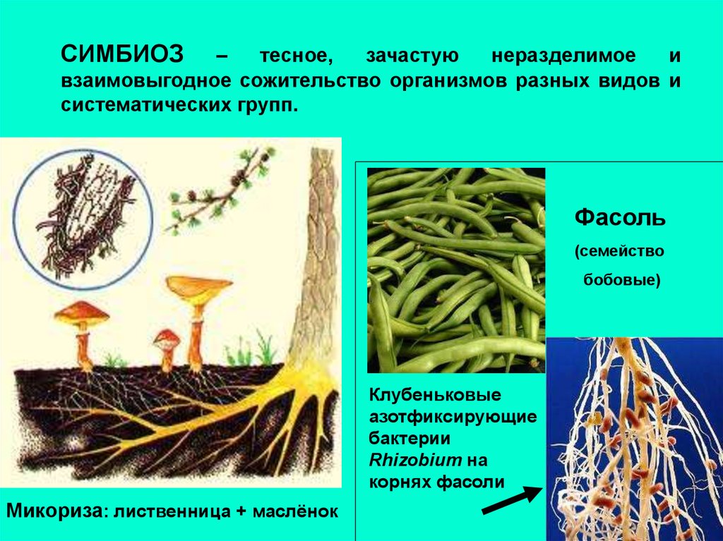 Клубеньковые бактерии и горох. Клубеньковые азотфиксирующие бактерии. Клубеньковые бактерии симбиоз. Азотфиксирующие бактерии и бобовые. Симбиоз с азотфиксирующими бактериями.