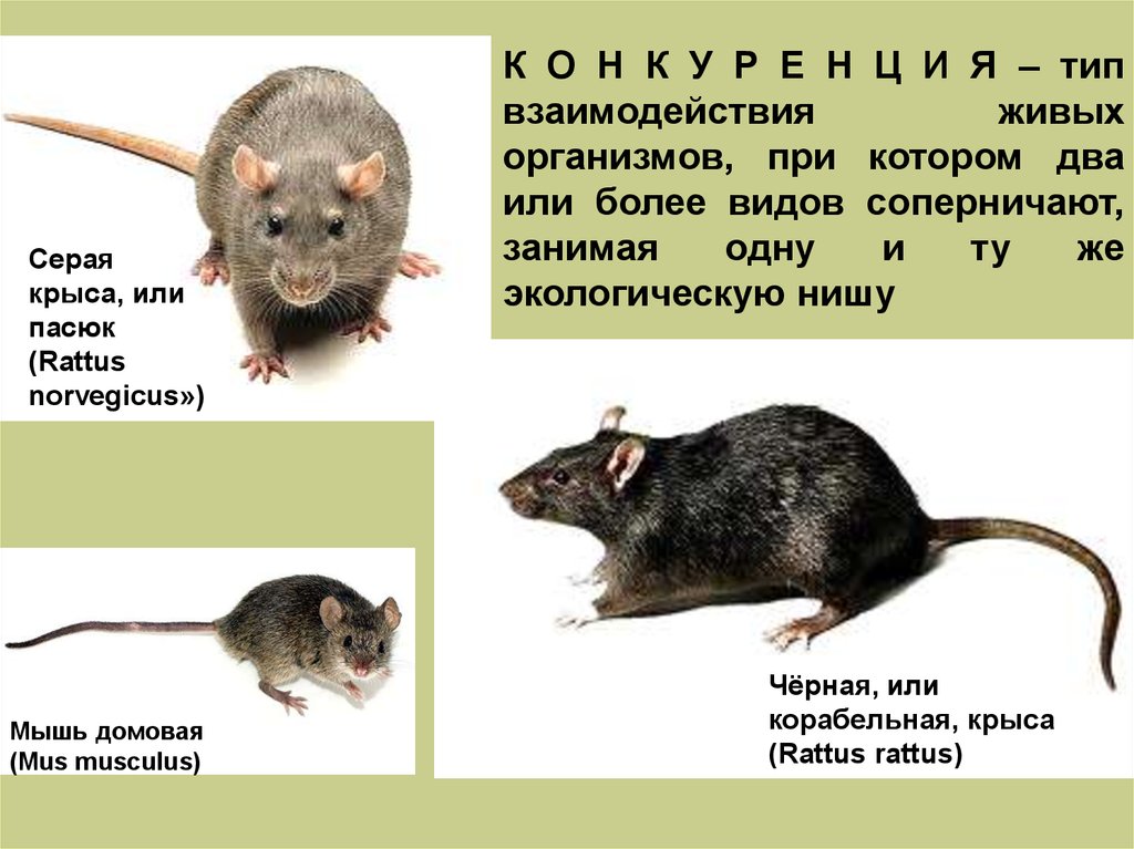 Серая крыса строение. Строение крысы. Серая и чёрная крыса Тип взаимоотношений. Черная крыса и серая крыса. Серая крыса, или Пасюк (Rattus norvegicus).