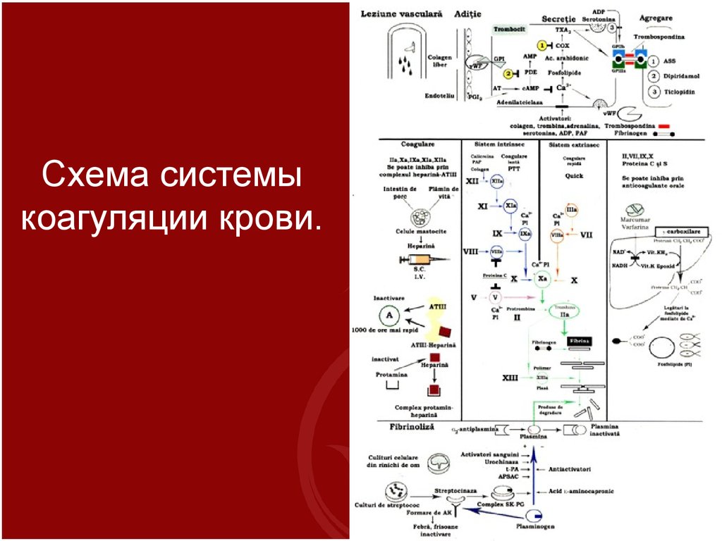 Средства влияющие на систему крови фармакология презентация