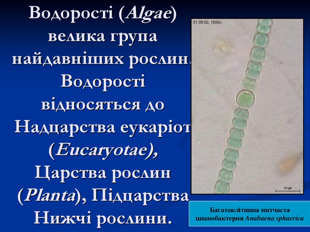 Водорості (Algae) велика група найдавніших рослин. Водорості відносяться до Надцарства еукаріот (Eucaryotae), Царства рослин (Planta), Підцарства Нижч