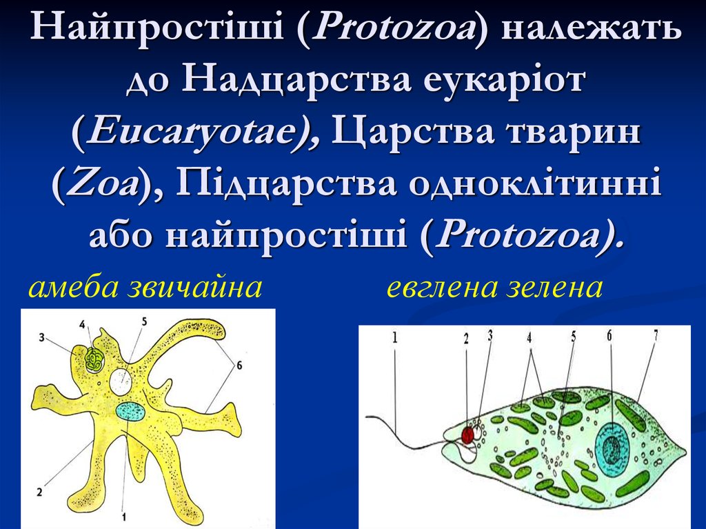 Найпростіші (Protozoa) належать до Надцарства еукаріот (Eucaryotae), Царства тварин (Zoa), Підцарства одноклітинні або найпростіші (Protozoa).