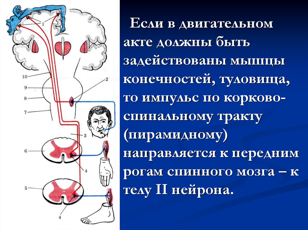 Двигательная система мозга. Двигательный акт. Структура двигательного акта. Схема двигательного акта человека. Двигательный акт нервной системы.