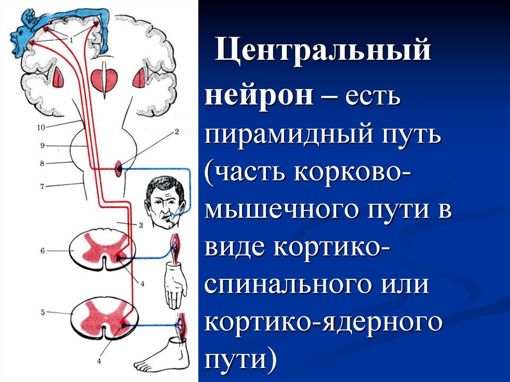 Схема кортико нуклеарного пути