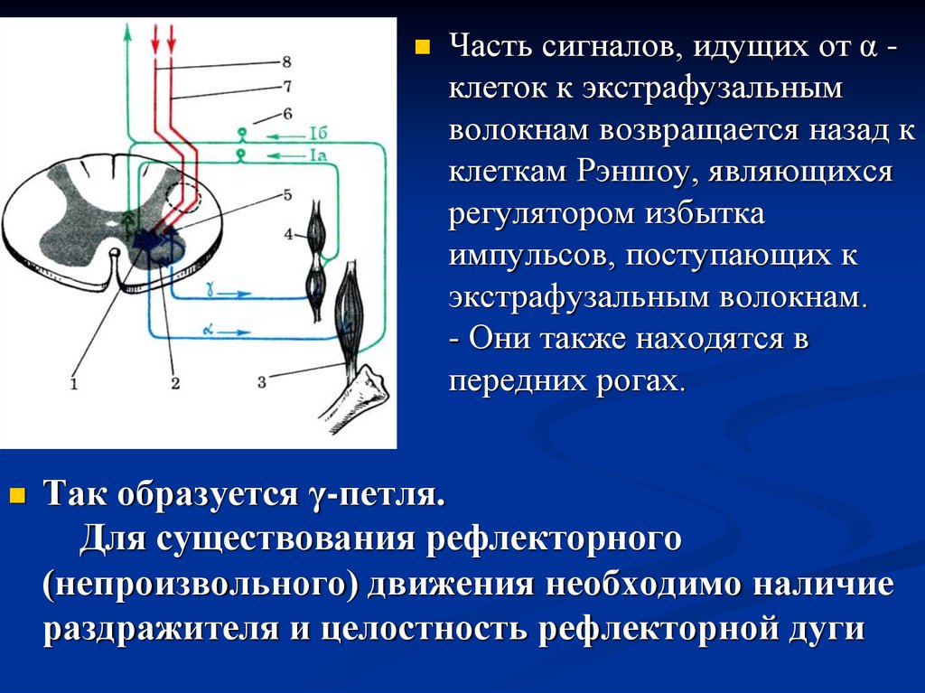 Сигнал идет. Экстрафузальным волокнам. Экстрафузальные мышечные волокна рефлекторная дуга. Рефлекс экстрафузального волокна. Экстрафузальные волокна расположены.