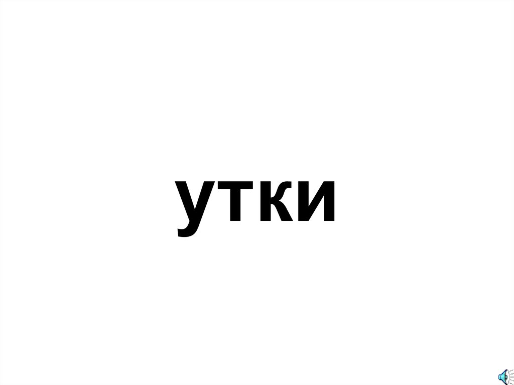 утки