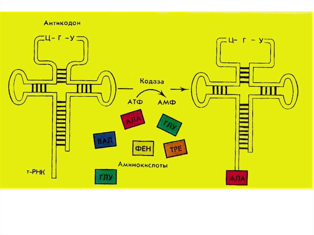 Трансляция т рнк. Антикодон т-РНК. Антикодон и аминокислота. Кодаза РНК. Цепь антикодон.
