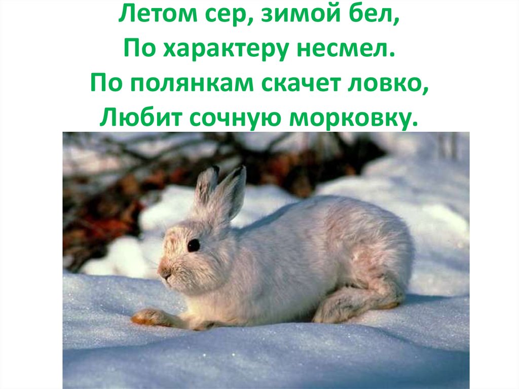 Летом сер, зимой бел, По характеру несмел. По полянкам скачет ловко, Любит сочную морковку.