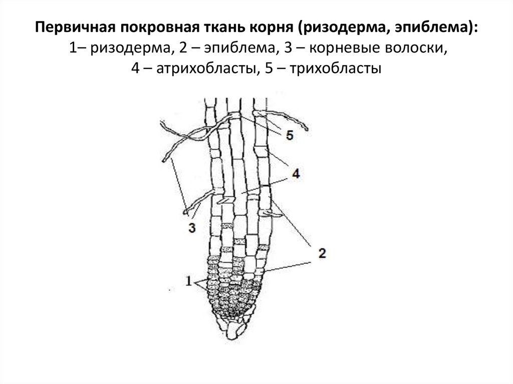 Эпиблема корня. Верхушечная меристема корня. Строение апикальной меристемы побега. Ризодерма с трихобластами. Ризодерма строение.