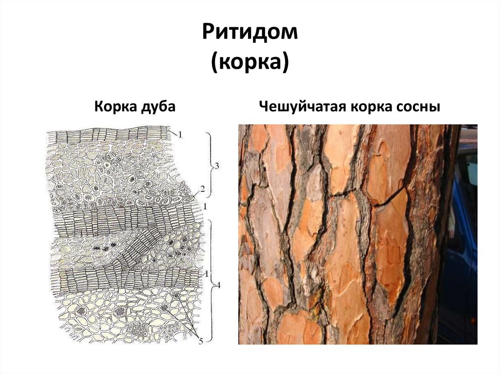 Корка кольцеобразная и чешуйчатая схемы