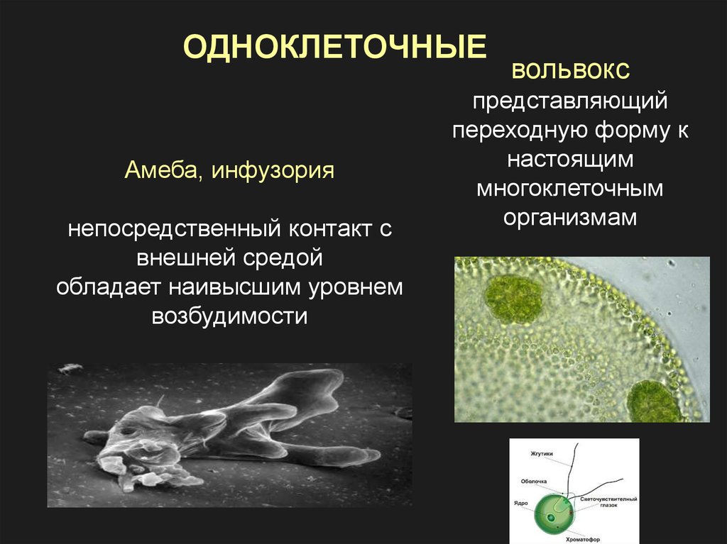 Одноклеточная брюс. Амёба вольвокс. Одноклеточные водоросли вольвокс. Вольвокс переходная форма между. Вольвокс многоклеточный или одноклеточный.