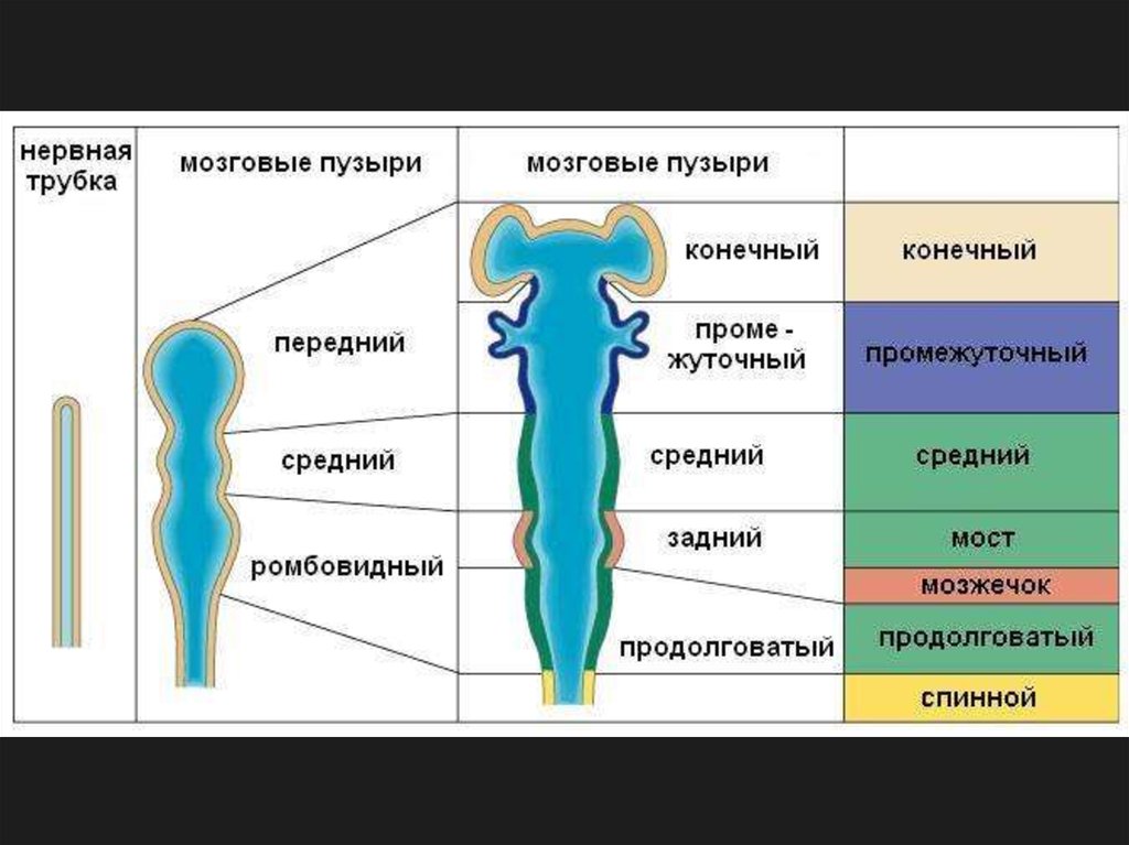 Стадии головного мозга