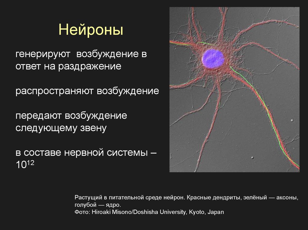 Возбуждение нейронов головного мозга