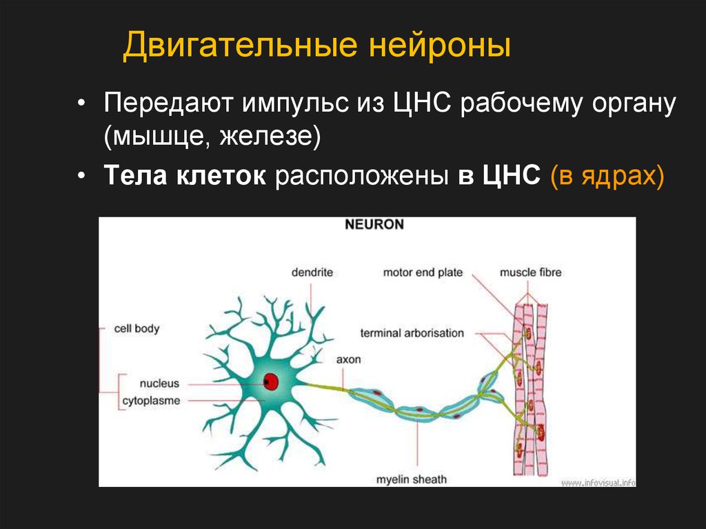 Нейроны цнс