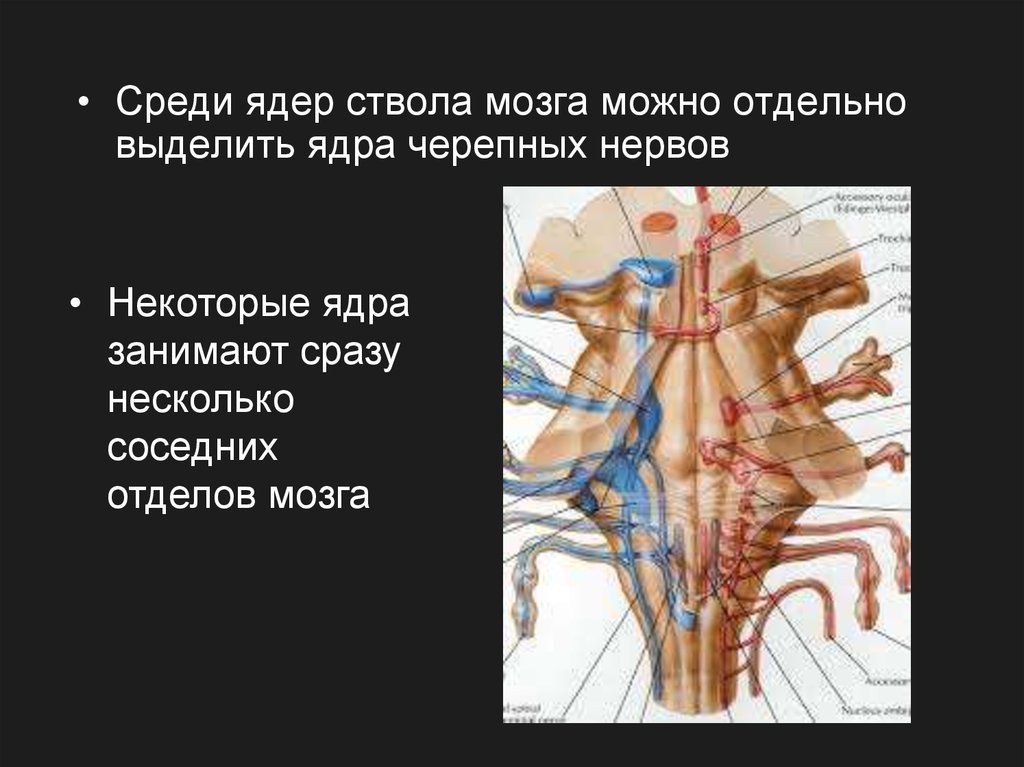 Ядра черепных нервов ствола мозга. Ствол мозга ядра нервов. Ядра ствола. Жизненно важные ядра ствола мозга. Ядра ствола мозга кровоснабжение.