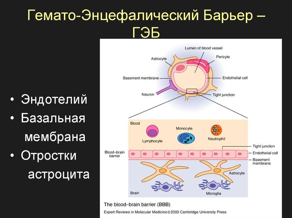 Гематоэнцефалический барьер схема