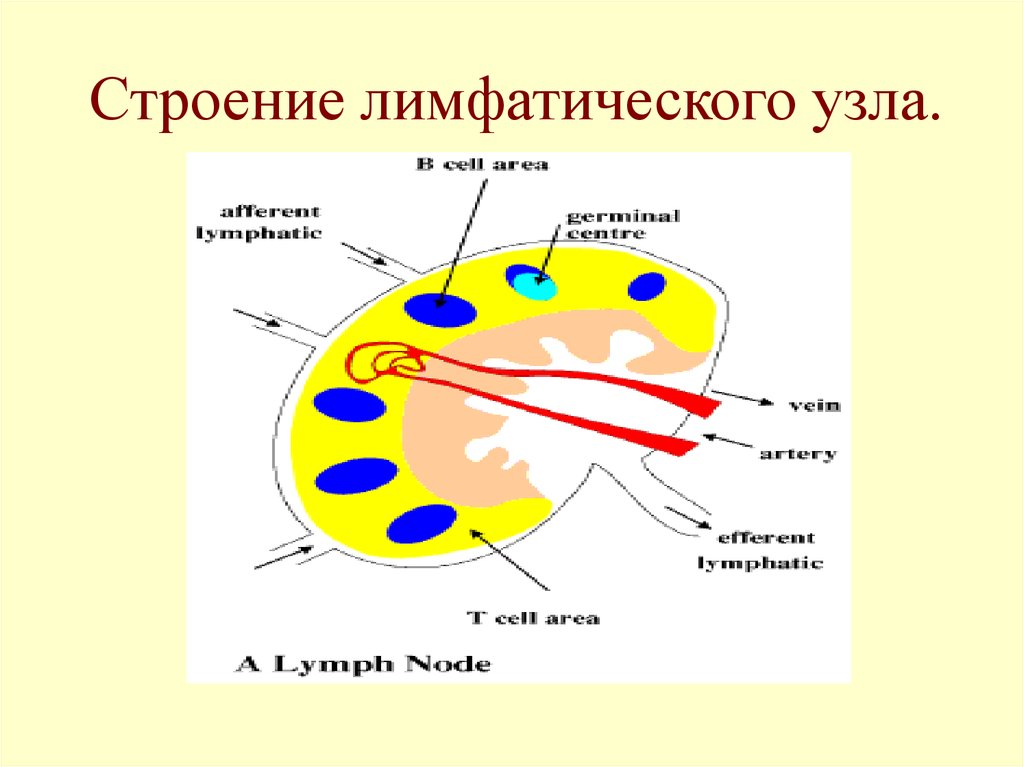 Строение лимфатического узла рисунок