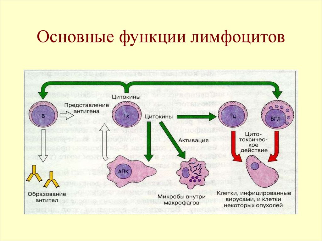 Действия лимфоцитов. Строение и функции b лимфоцитов. Лимфоциты структура и функция. Функции b лимфоцитов иммунология. В лимфоциты функции схема.