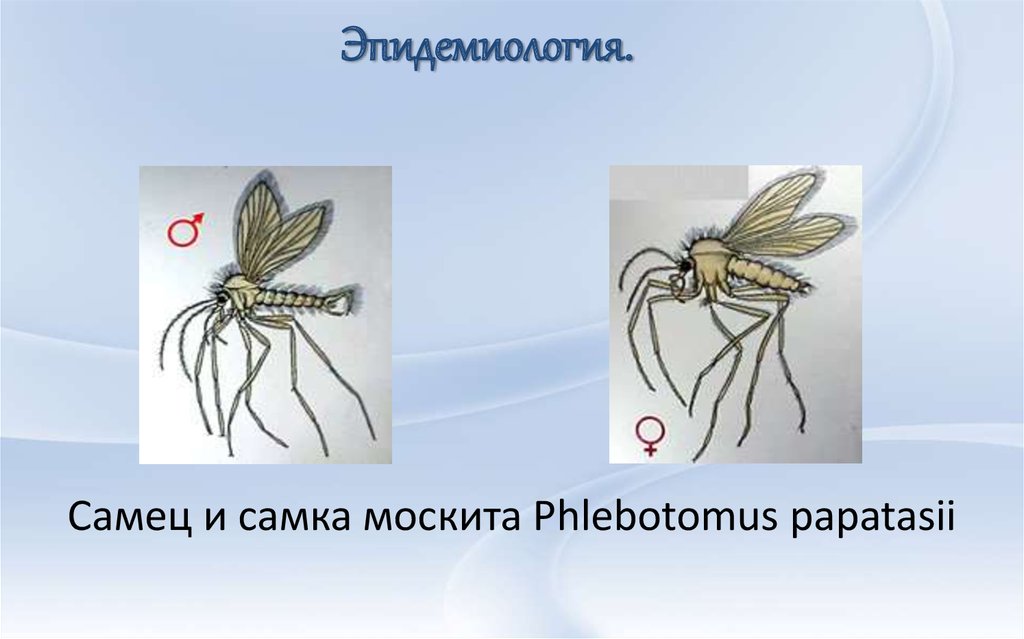 Эпидемиология.