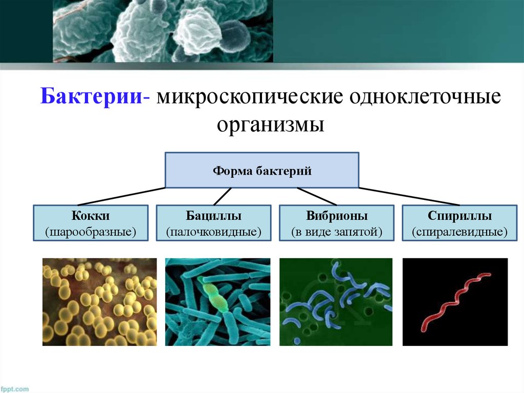 Три группы бактерий