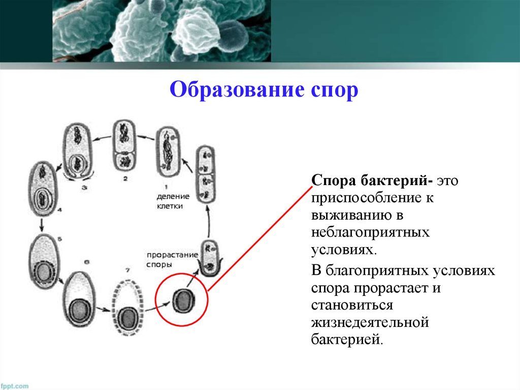 Происходит образование спор происходит размножение