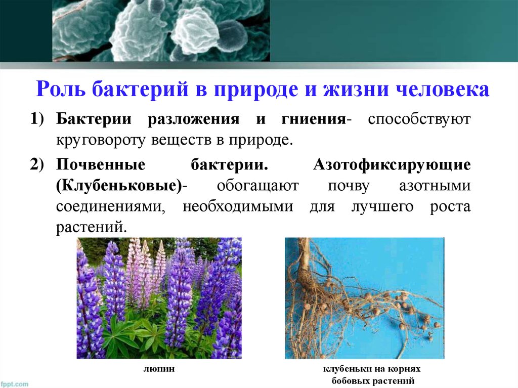 Примеры значения бактерий. Клубеньковые бактерии функции. Роль клубеньковых бактерий. Биология 5 класс роль клубеньковых бактерий. Клубеньковые бактерии в природе и жизни человека.