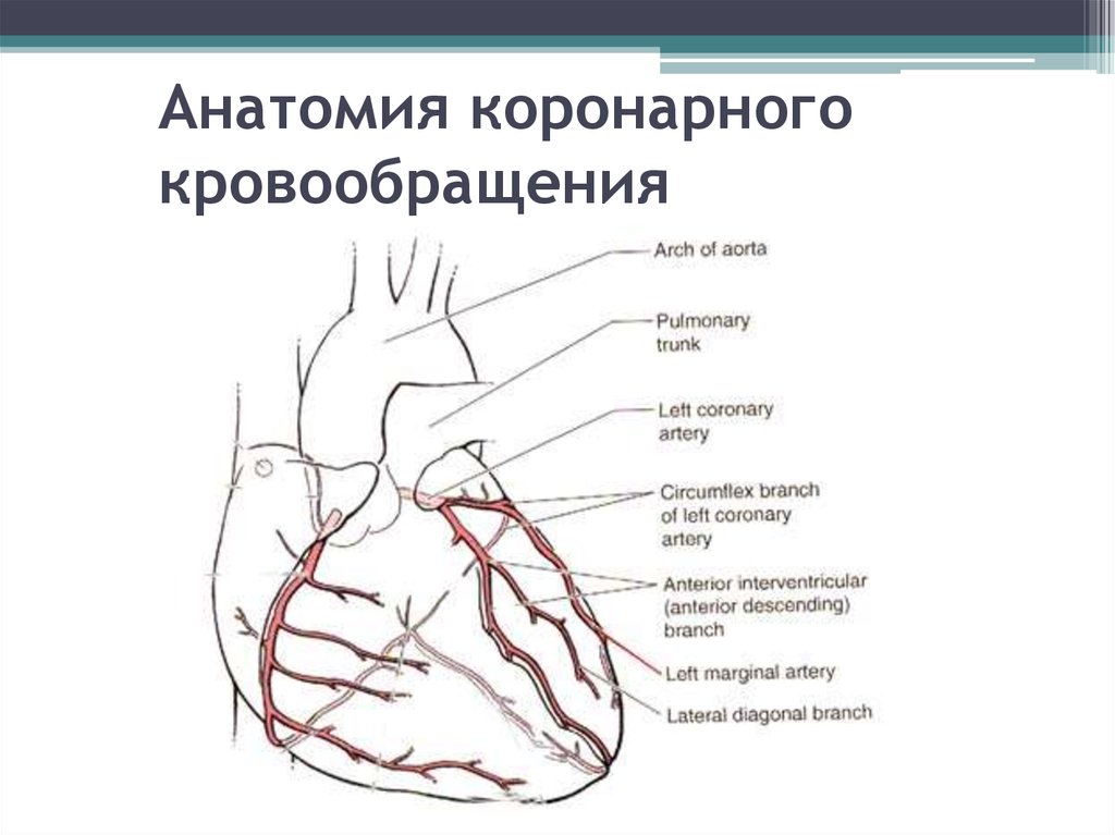 Правая сердечная артерия. Коронарные сосуды сердца, венечный круг. Коронарный круг кровообращения схема. Схема сосудов венечного круга кровообращения. Коронарное кровообращение схема физиология.