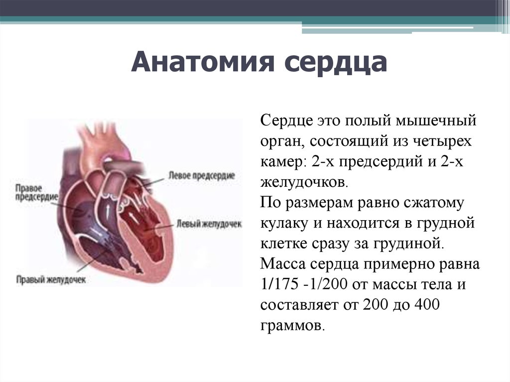 Сколько весит искусственный левый желудочек для сердца