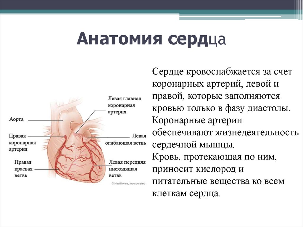 Правая сердечная артерия. Анатомия коронарных артерий сердца. Коронарные сосуды сердца анатомия. Венечные артерии сердца анатомия. Коронарные артерии сердца что кровоснабжают.