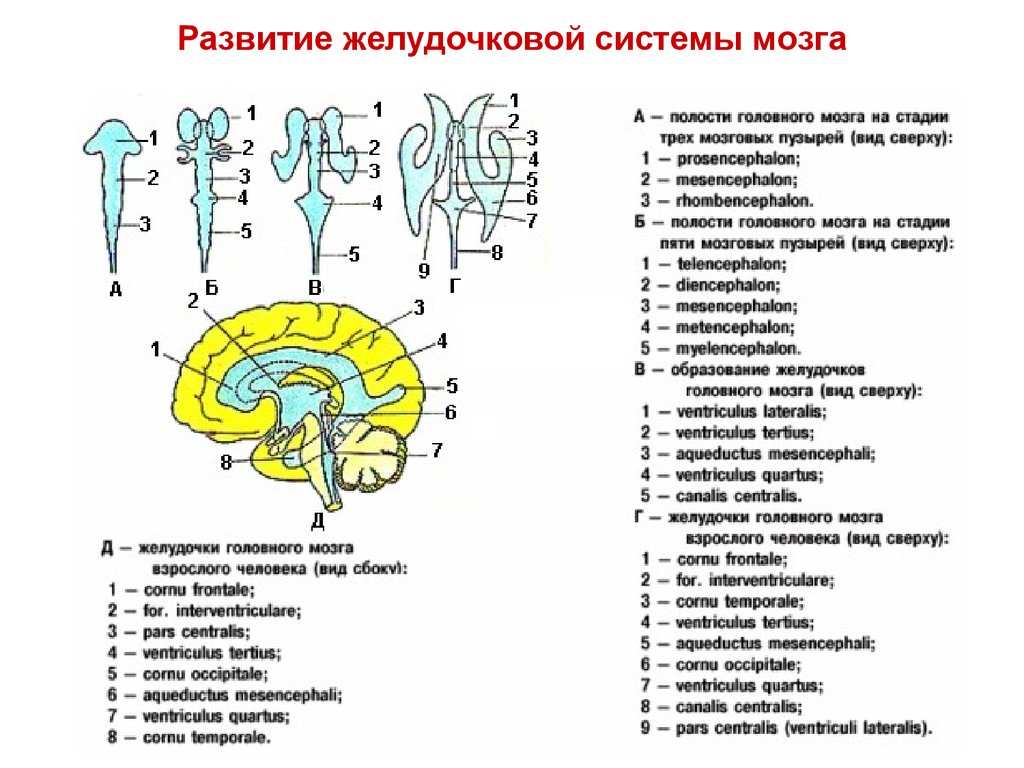 Боковые рога мозга. Желудочковая система головного мозга схема. Схема расположения желудочков мозга. Схема желудочки головного и спинного мозга. Формирование желудочков головного мозга.